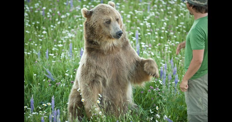 Biologist Casey Anderson, and his bear Butusov