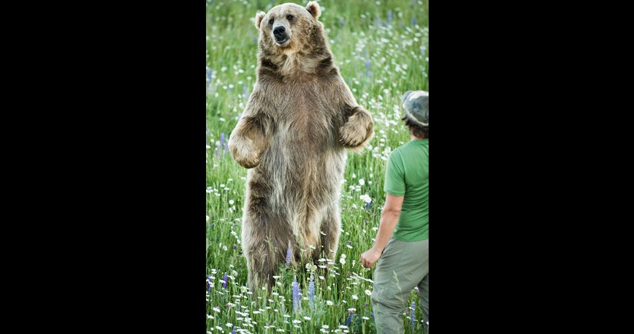 Biologist Casey Anderson, and his bear Butusov