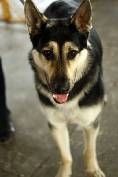 Dogs exhibition