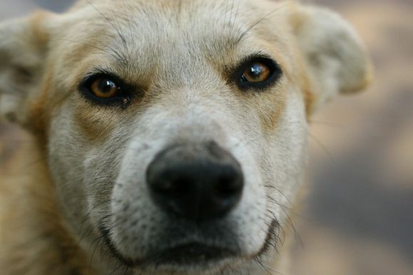 Dogs exhibition