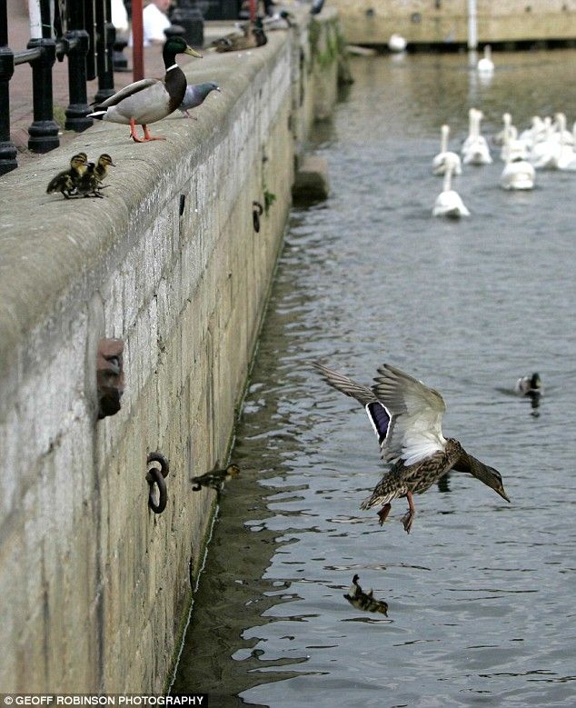 duck and eleven ducklings