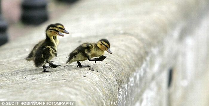 duck and eleven ducklings