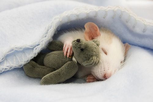 cute rat