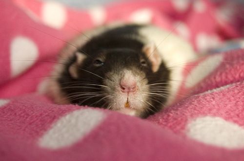 cute rat