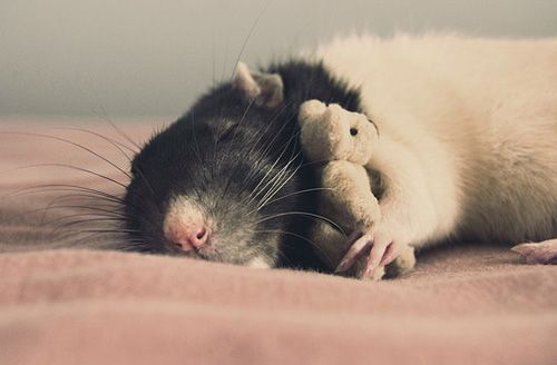 cute rat