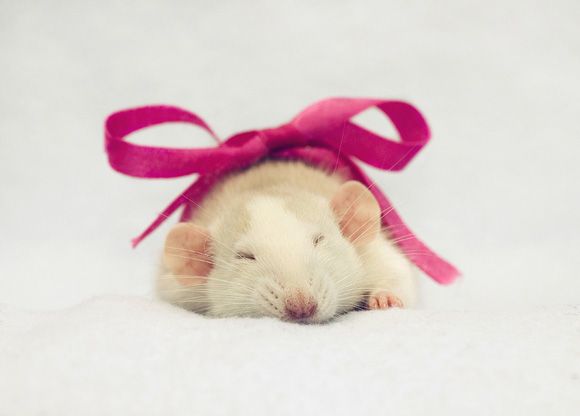 cute rat