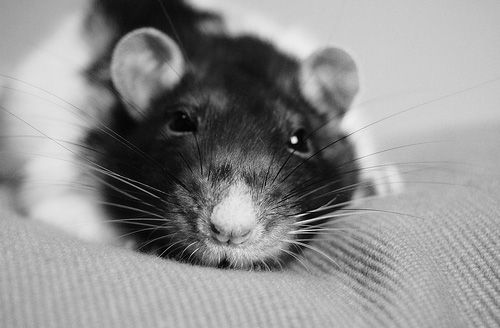 cute rat