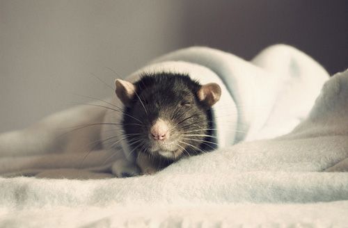 cute rat