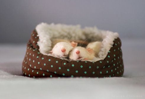 cute rat