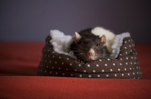 cute rat