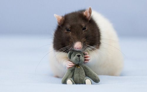 cute rat