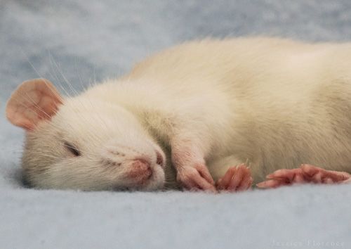 cute rat