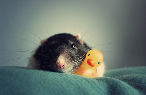 cute rat