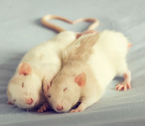 cute rat