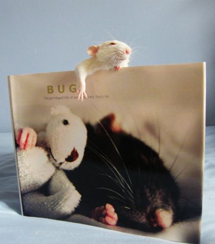 cute rat