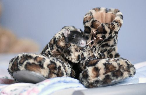 cute rat
