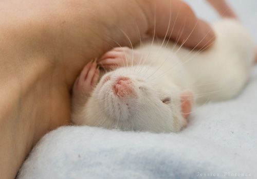 cute rat
