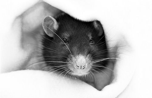 cute rat