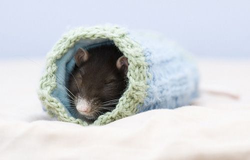 cute rat