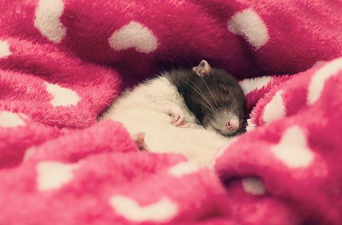 cute rat