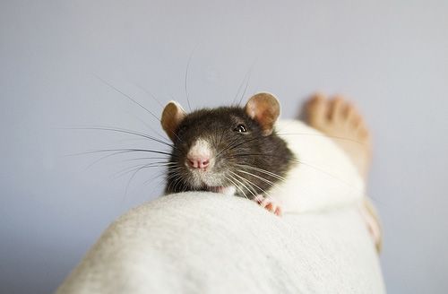 cute rat