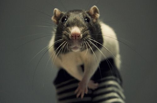 cute rat