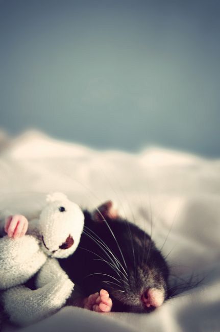 cute rat