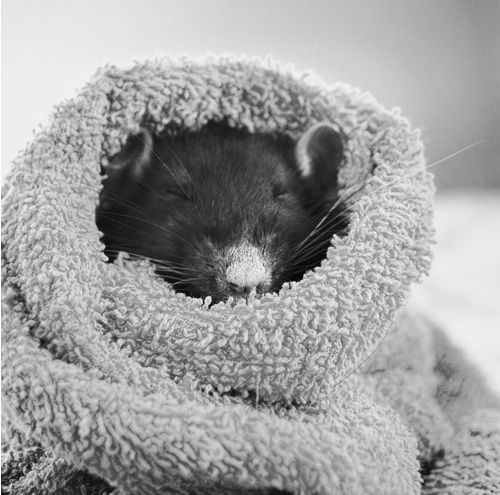 cute rat