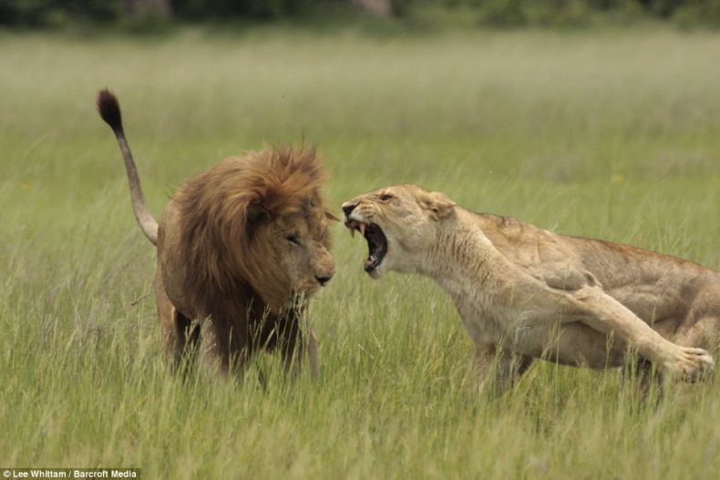 beware of lioness