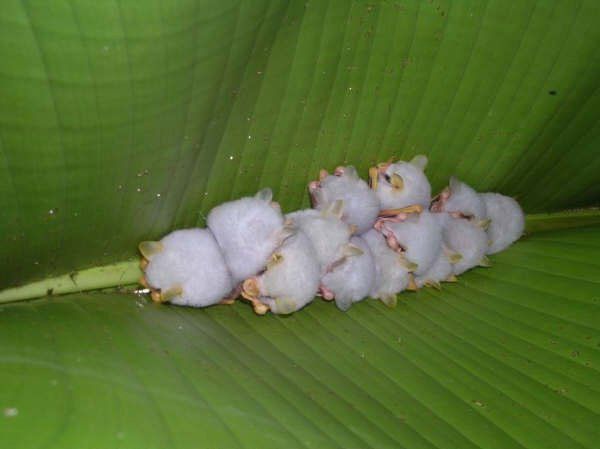 white bats