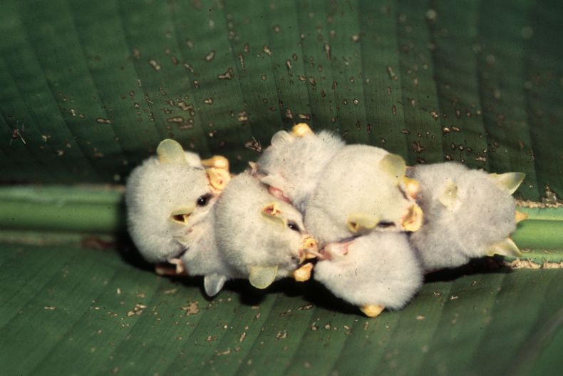 white bats