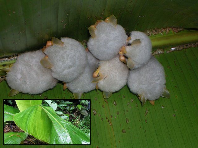 white bats