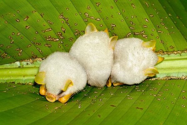 white bats