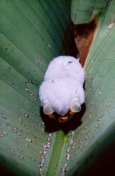white bats