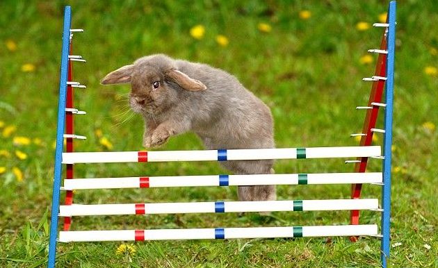 rabbit jumper