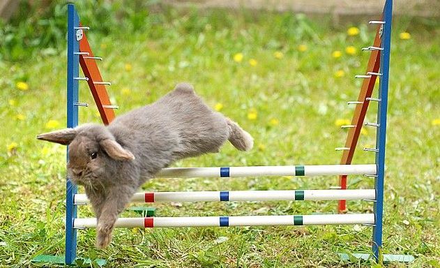 rabbit jumper