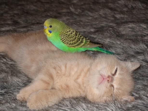 cat and bird couple