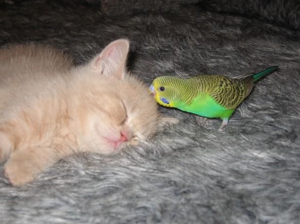 cat and bird couple