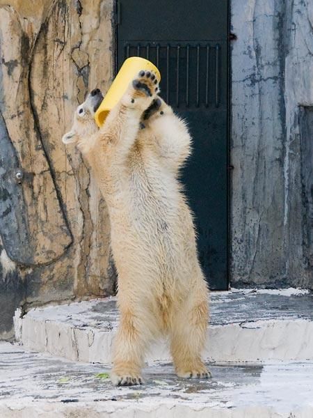 playful polar bear