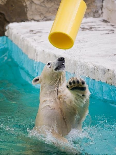 playful polar bear