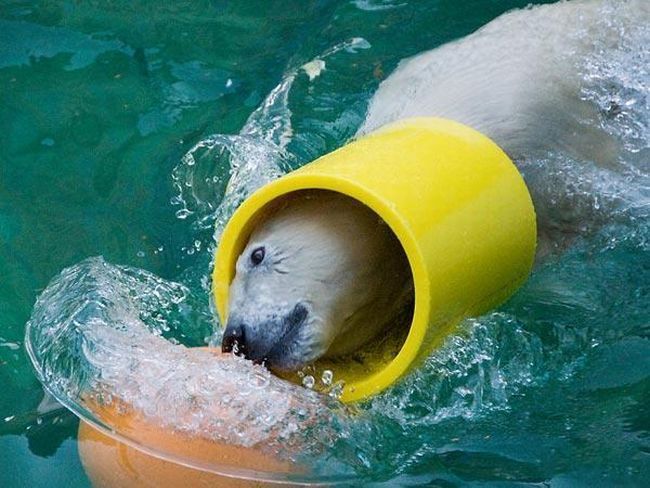 playful polar bear