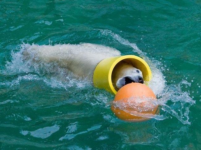playful polar bear
