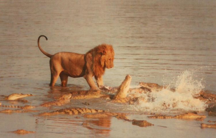 migration of wild animals