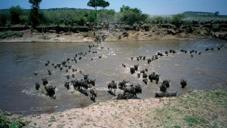 migration of wild animals