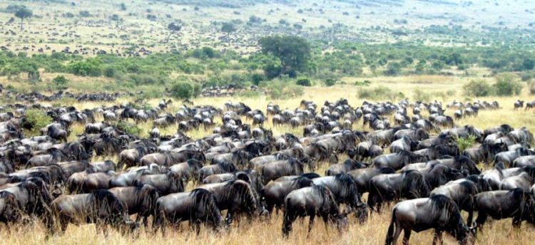 migration of wild animals