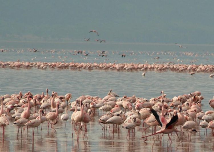 migration of wild animals