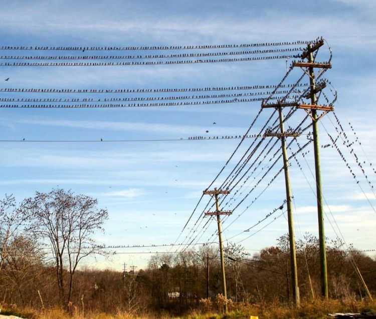 migration of wild animals