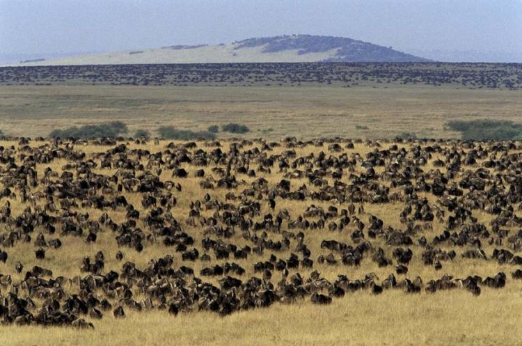 migration of wild animals