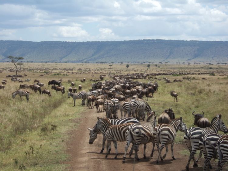 migration of wild animals