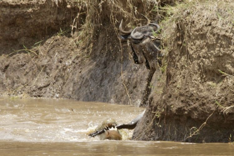 migration of wild animals
